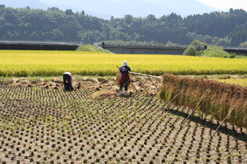 10月になると、大石酒造場のスタッフでのお米の収穫が始まります。